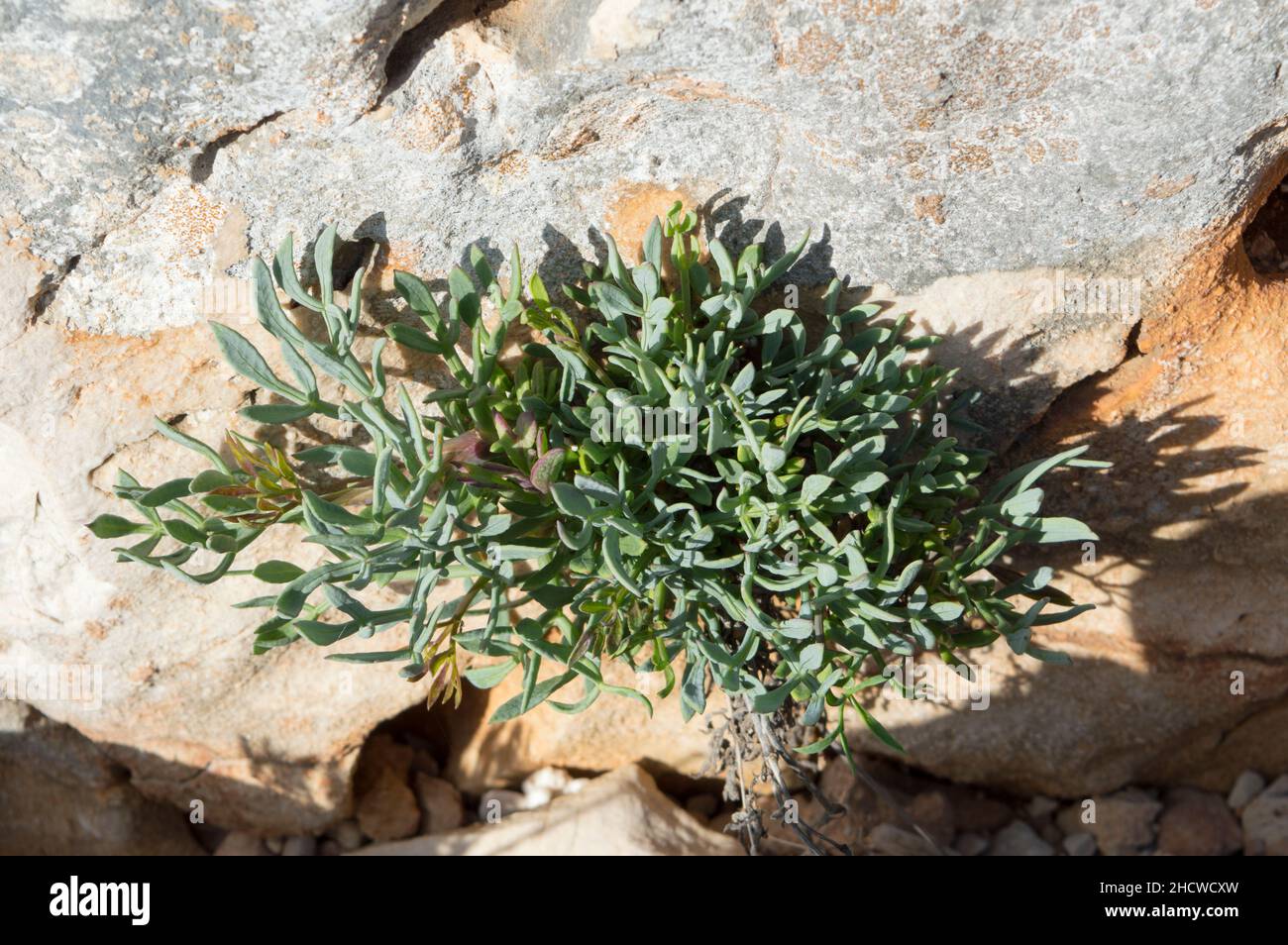 Felssamphire oder Seefennelpflanze, Crithmum maritimum, essbare Küstenpflanze mit grünen aromatischen Blättern, wächst auf dem Felsen am Meer, in Kroatien Stockfoto