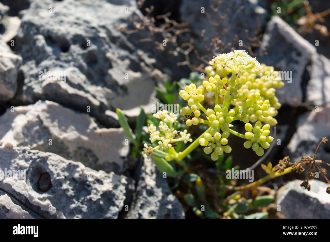Blühende Felssamphire oder Seefennelpflanze, Crithmum maritimum, essbare Küstenpflanze mit grünen aromatischen Blättern, wächst auf dem Felsen am Meer Stockfoto
