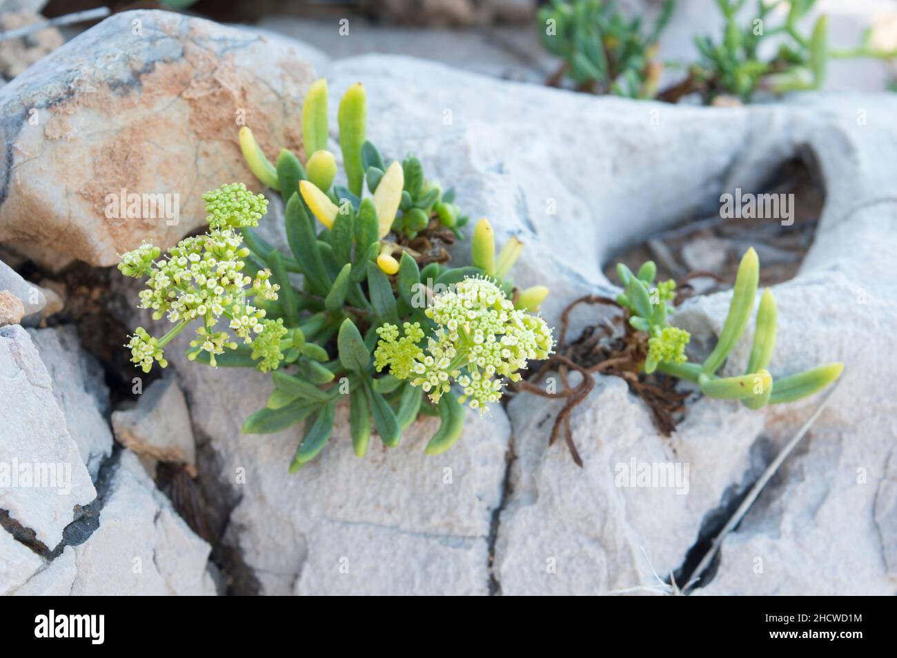 Blühende Felssamphire oder Seefennelpflanze, Crithmum maritimum, essbare Küstenpflanze mit grünen aromatischen Blättern, wächst auf dem Felsen am Meer Stockfoto