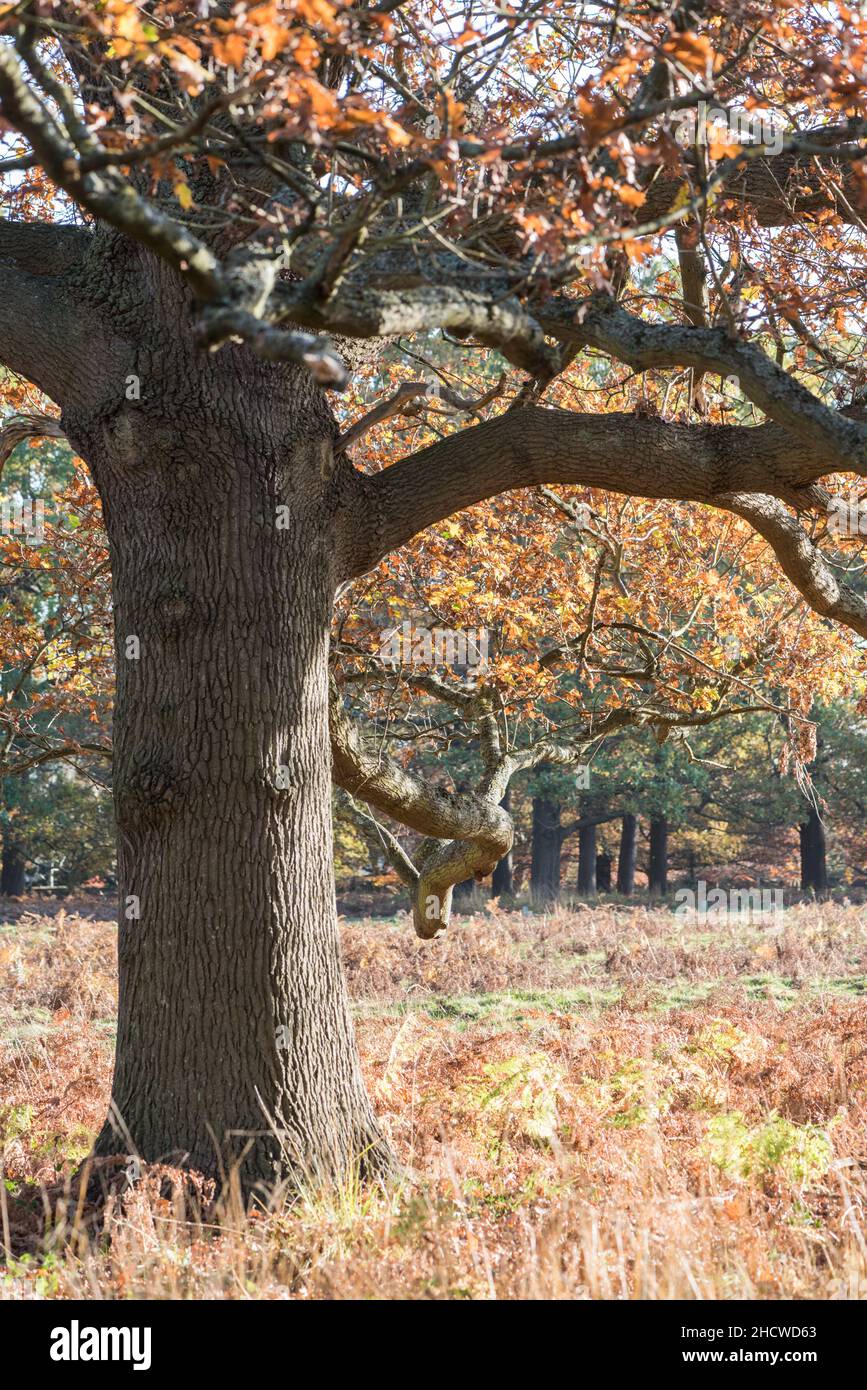 Herbsteiche (Quercus sp.) Stockfoto