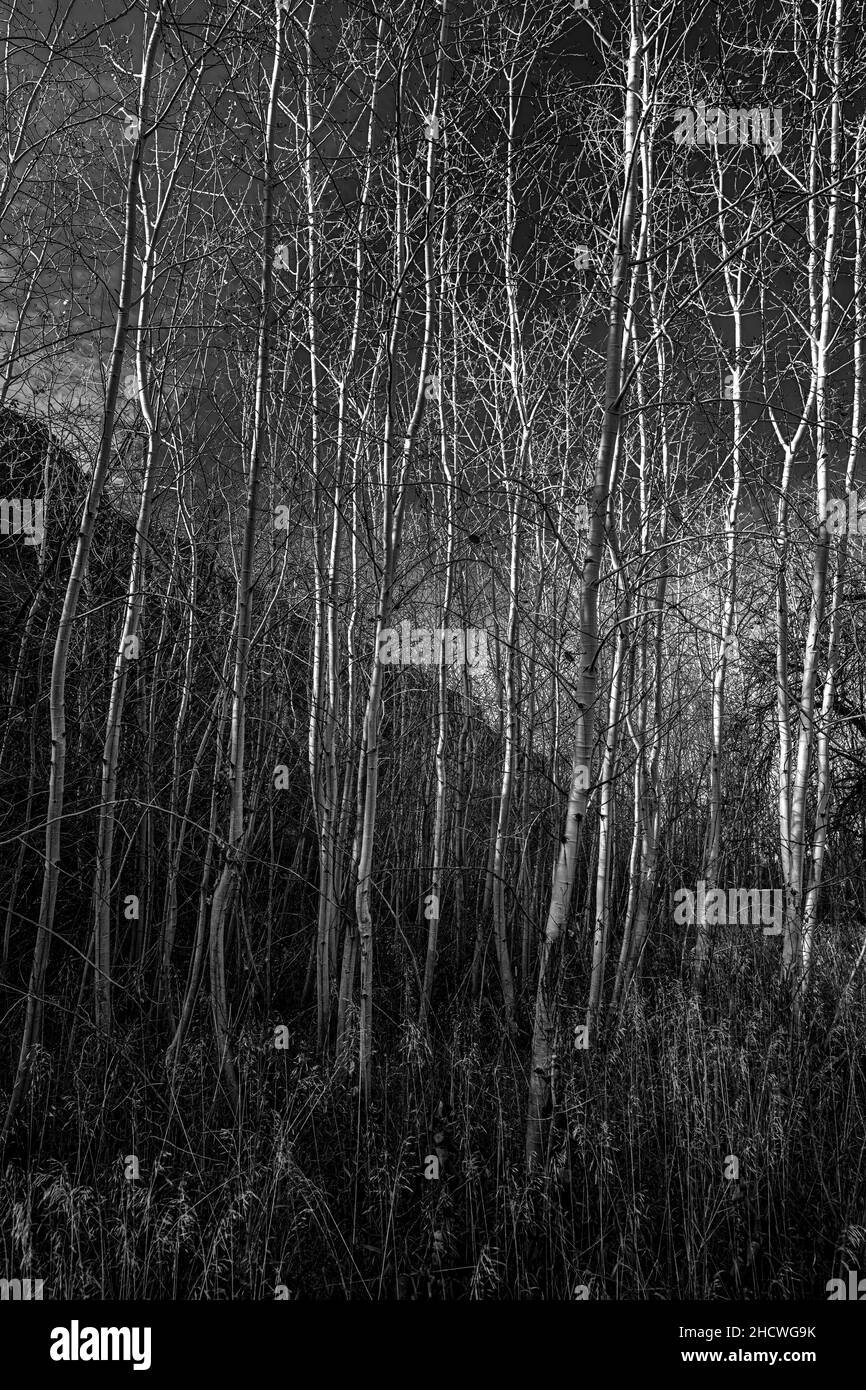 Entlang des Umtanum Creek Trail, WA Stockfoto