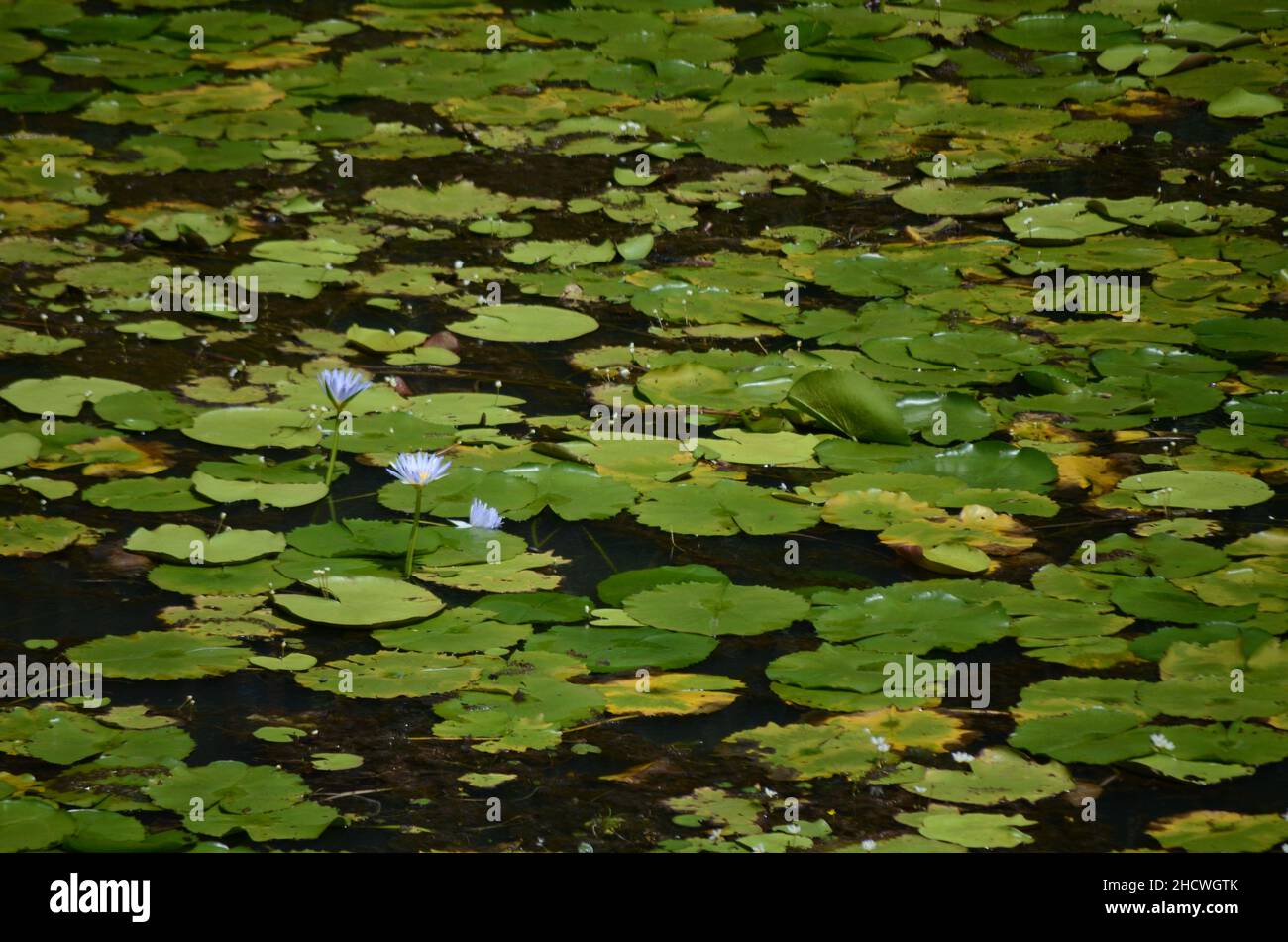 Malerische Aussicht auf Wasserblumen in einem Wasserteich Stockfoto