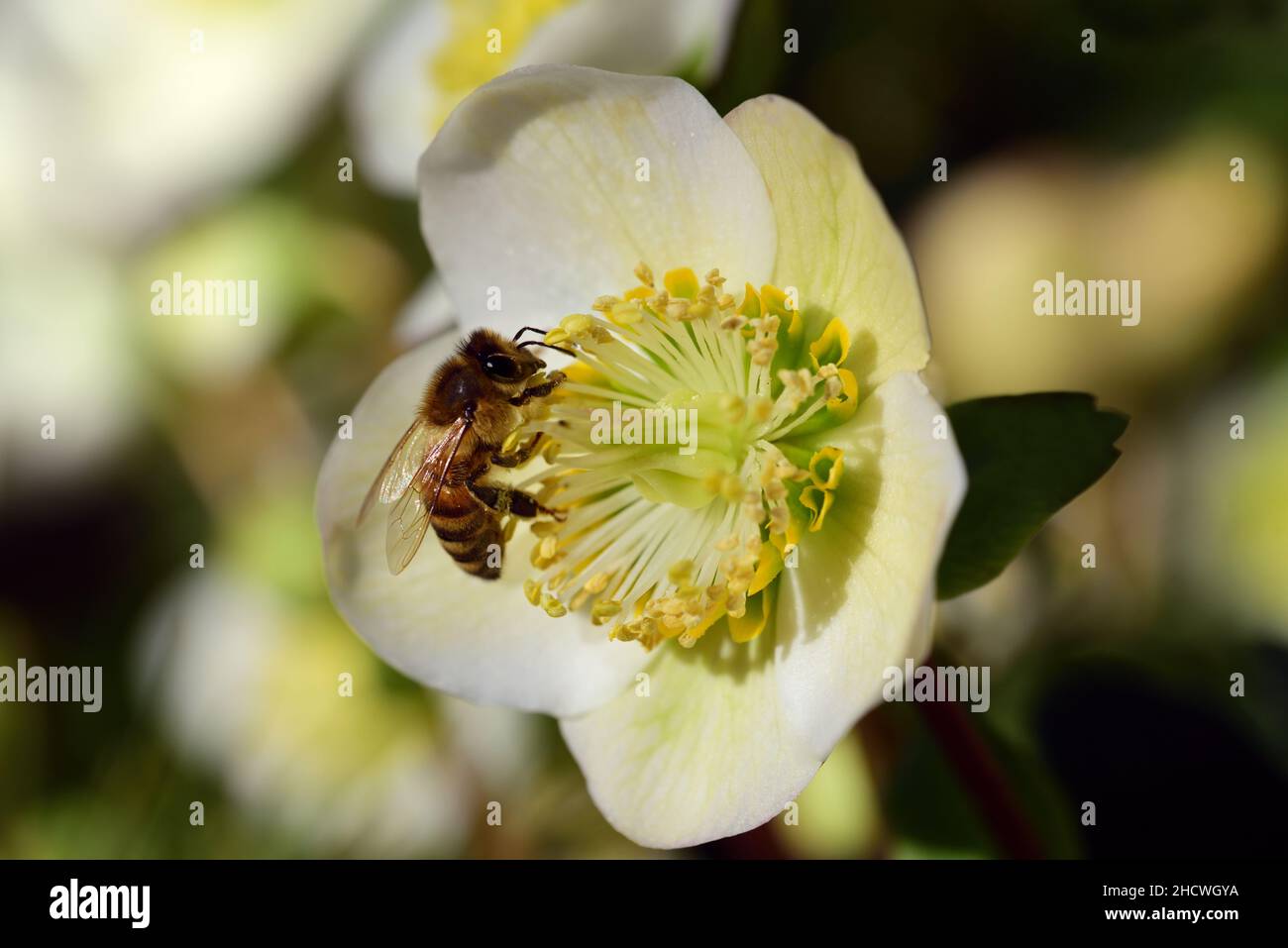 Nahaufnahme von frisch blühenden weißen Weihnachtsrosen (Helleborus niger), auf denen eine Biene nach Pollen und Futter sucht Stockfoto