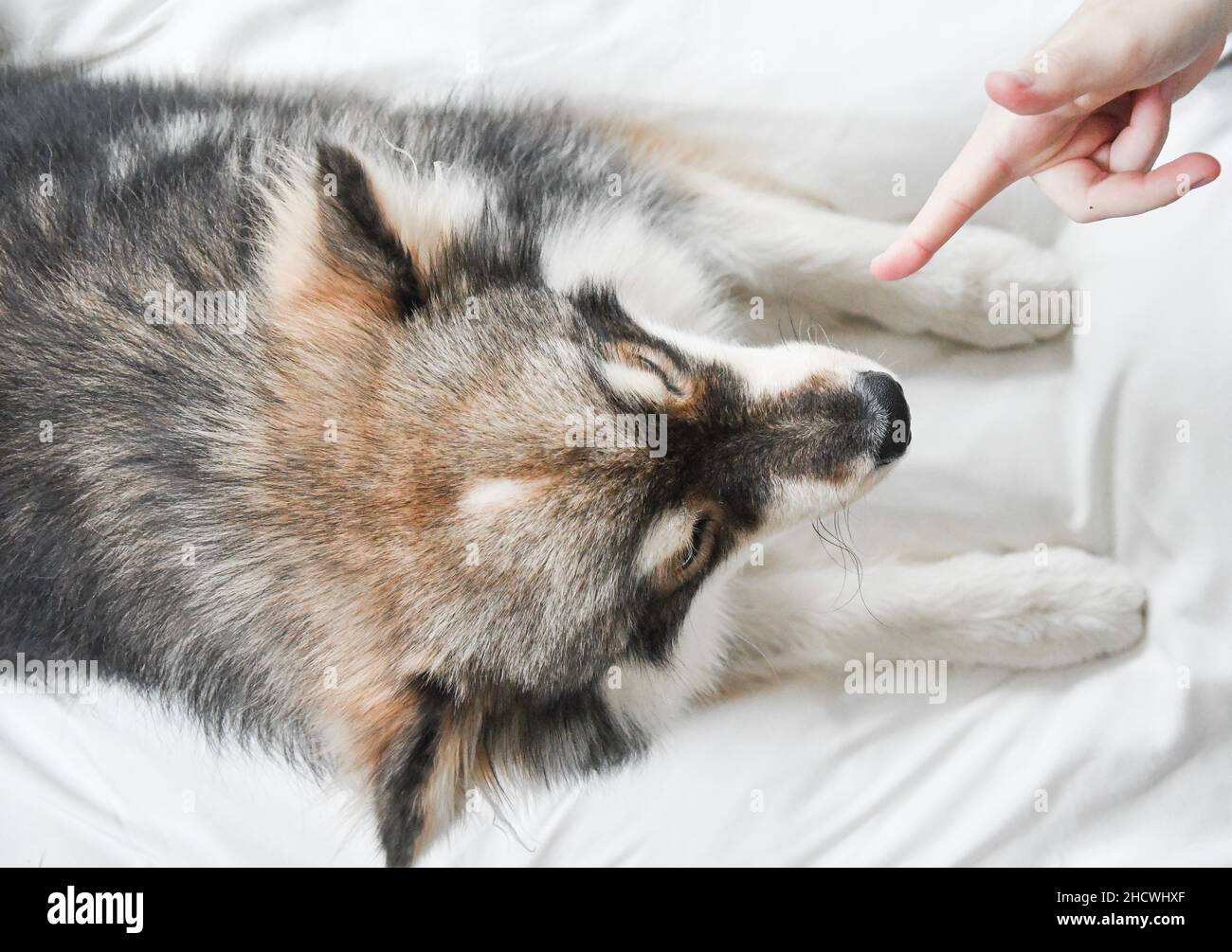 Porträt eines jungen finnischen Lapphund-Hundes in Innenräumen, der einen Trick namens Play Dead macht Stockfoto