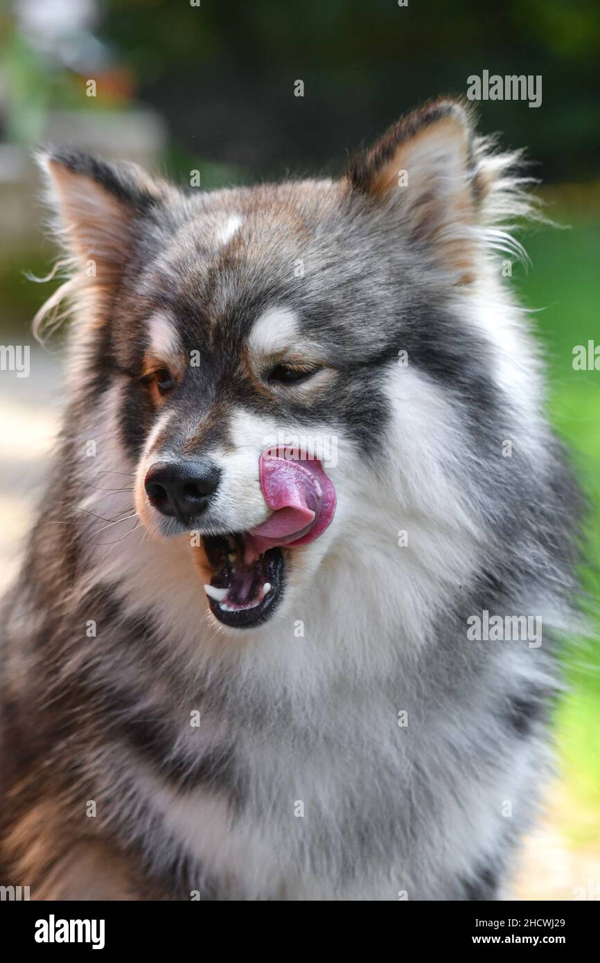 Porträt eines jungen finnischen Lapphund-Hundes, der im Freien sitzt und seinen Mund leckt Stockfoto