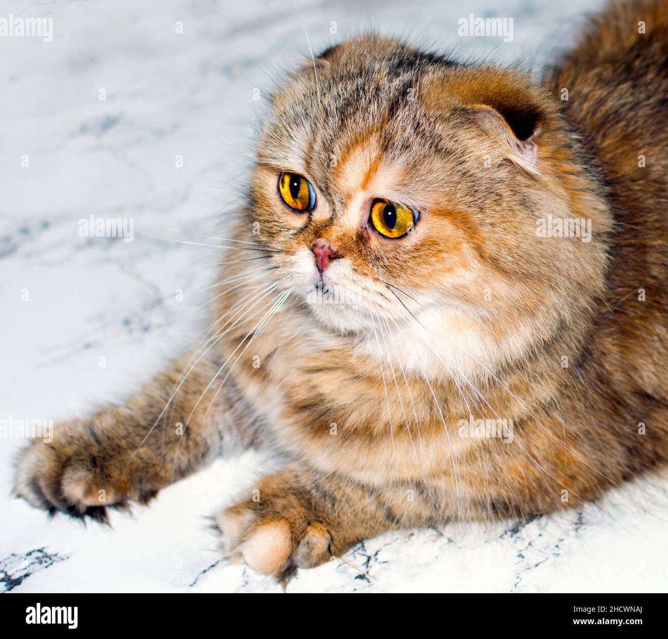 Porträt einer flauschigen goldenen Chinchilla-Katze auf Marmorgrund, das Thema von Katzen, Kätzchen und Katzen im Haus, Haustiere ihre Fotos und ihr Leben Stockfoto
