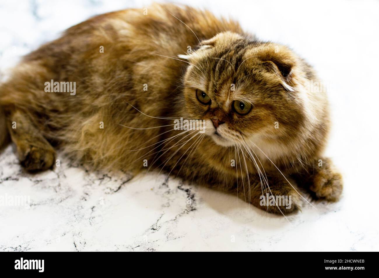 Schöne Nahaufnahme einer goldenen Langhaar-Chinchilla-Katze auf einem Marmorhintergrund, das Thema von Katzen, Kätzchen und Katzen im Haus, Haustiere ihre Fotos und Stockfoto