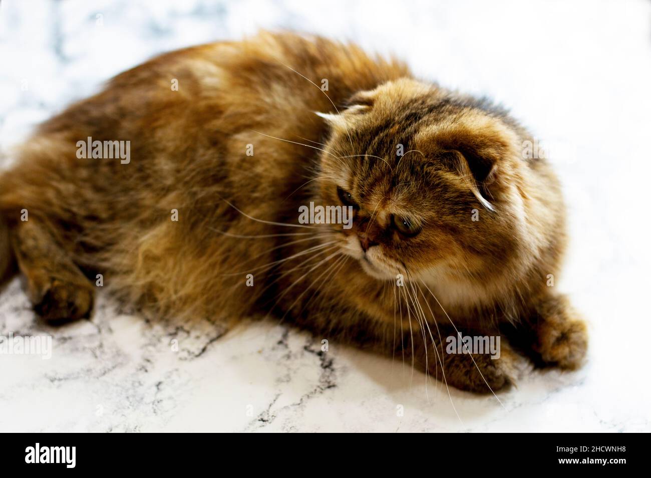 Scotish Fold Highland Golden Chinchilla Katze, das Thema der Katzen, Kätzchen und Katzen im Haus, Haustiere ihre Fotos und ihr Leben Stockfoto