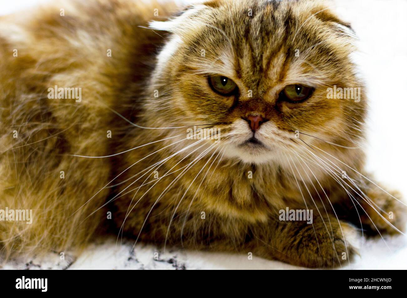Portrait Nahaufnahme einer goldenen Chinchilla-Katze, das Thema von Katzen, Kätzchen und Katzen im Haus, Haustiere ihre Fotos und ihr Leben Stockfoto