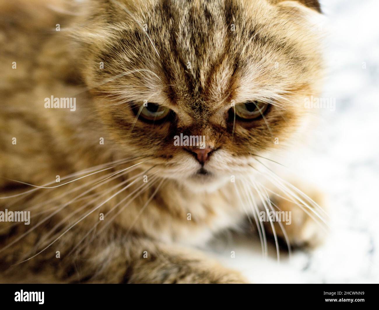 Portrait helles Gesicht schöne flauschige Katze goldenen Chinchilla, Thema Katzen, Kätzchen und Katzen im Haus, Haustiere ihre Fotos und ihr Leben Stockfoto