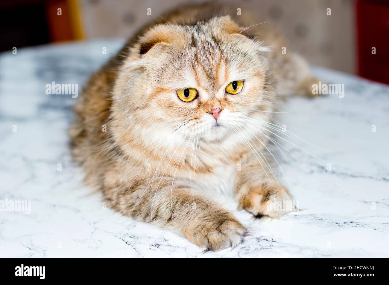 Scotish falten Highland goldene Chinchilla Katze auf einem Marmorhintergrund, das Thema der Katzen, Kätzchen und Katzen im Haus, Haustiere ihre Fotos und ihr Leben Stockfoto