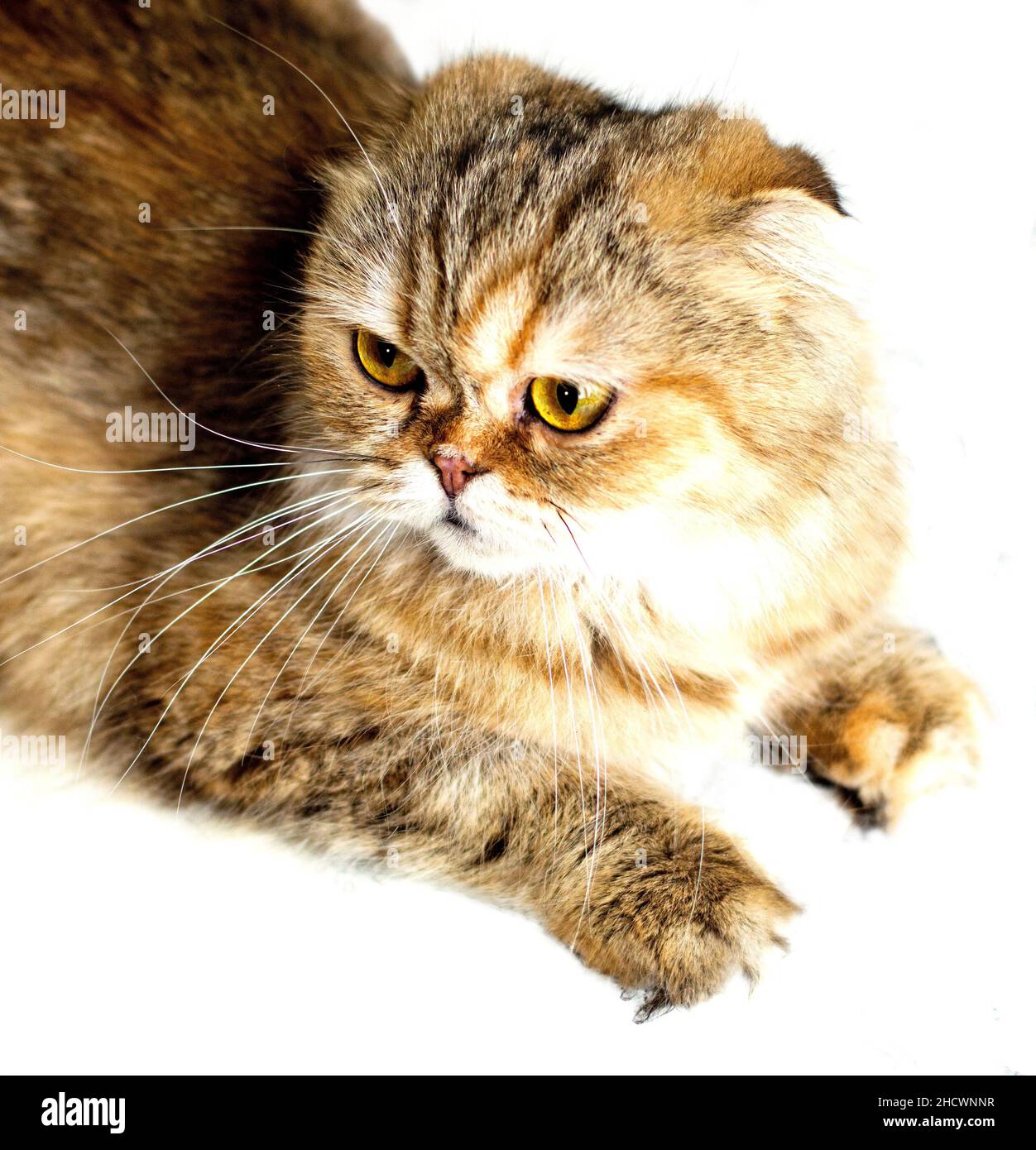 Portrait close-up Isolate Face schöne flauschige Katze goldenen Chinchilla, Thema Katzen, Kätzchen und Katzen im Haus, Haustiere ihre Fotos und ihr Leben Stockfoto