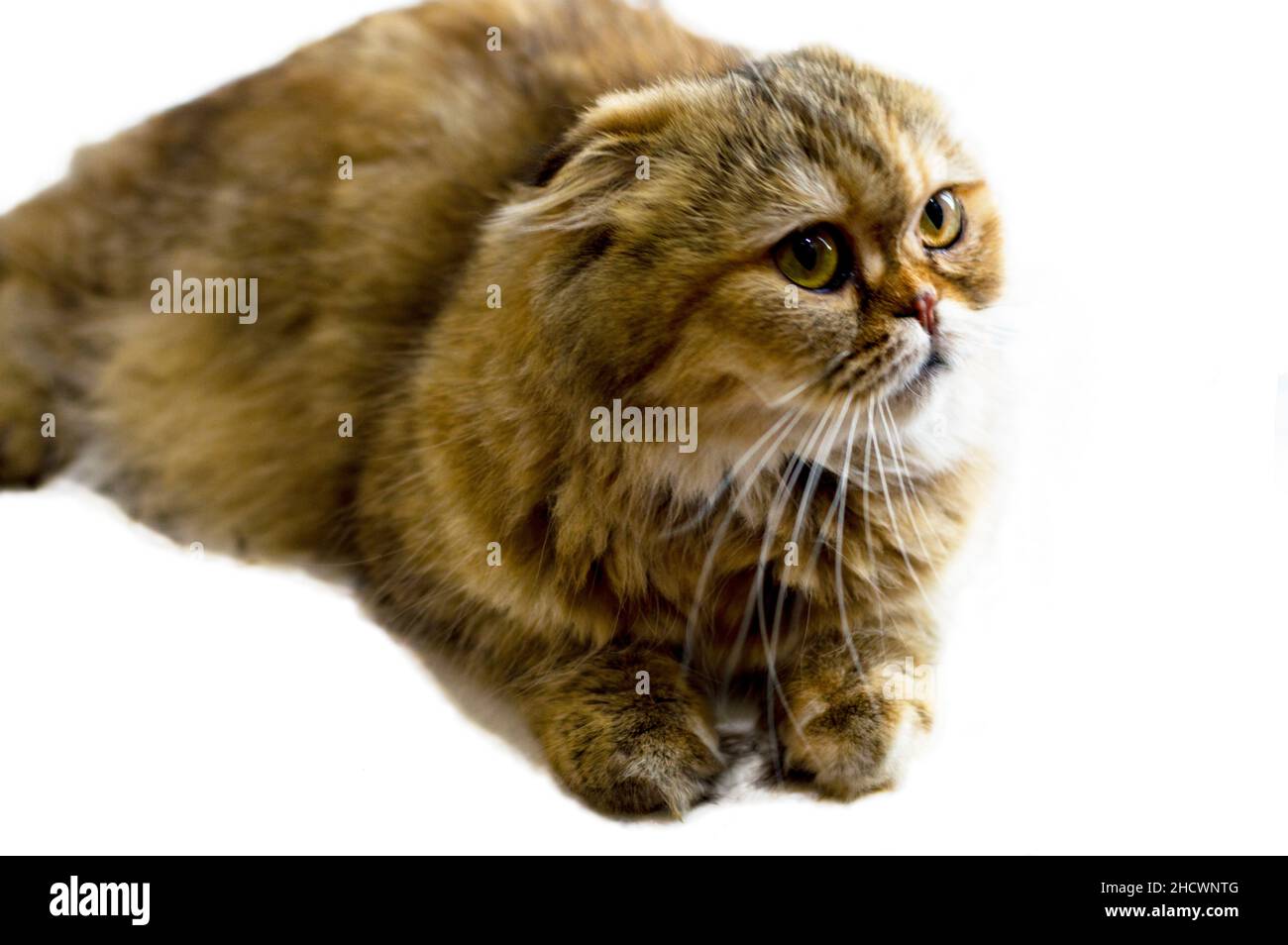 Isolate Studio Shooting Scotish Falte Langhaar Katze goldenen Chinchilla, Thema Katzen, Kätzchen und Katzen im Haus, Haustiere ihre Fotos und ihr Leben Stockfoto