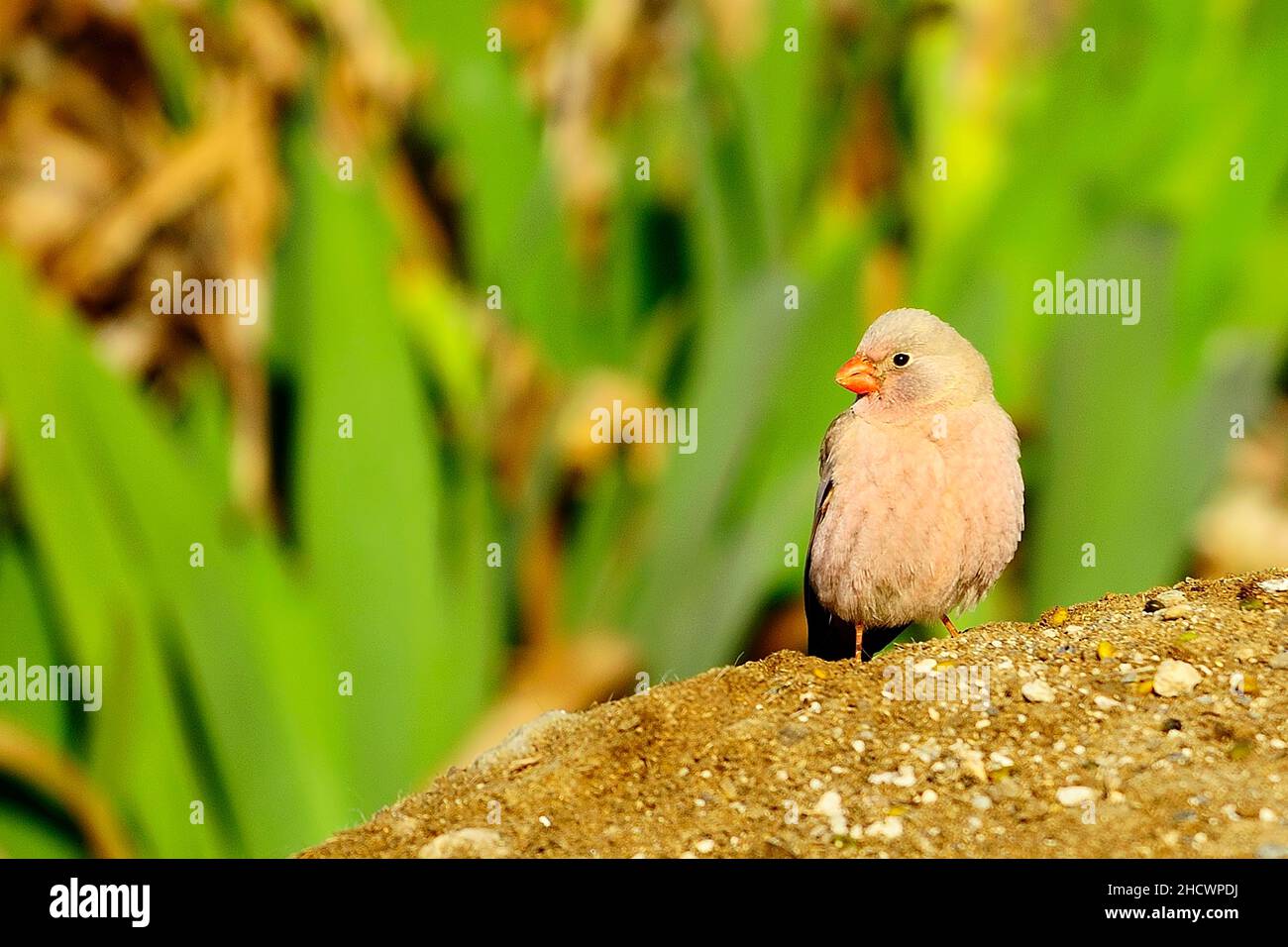 Wilde Vögel in ihrer Umgebung und in der Natur. Stockfoto