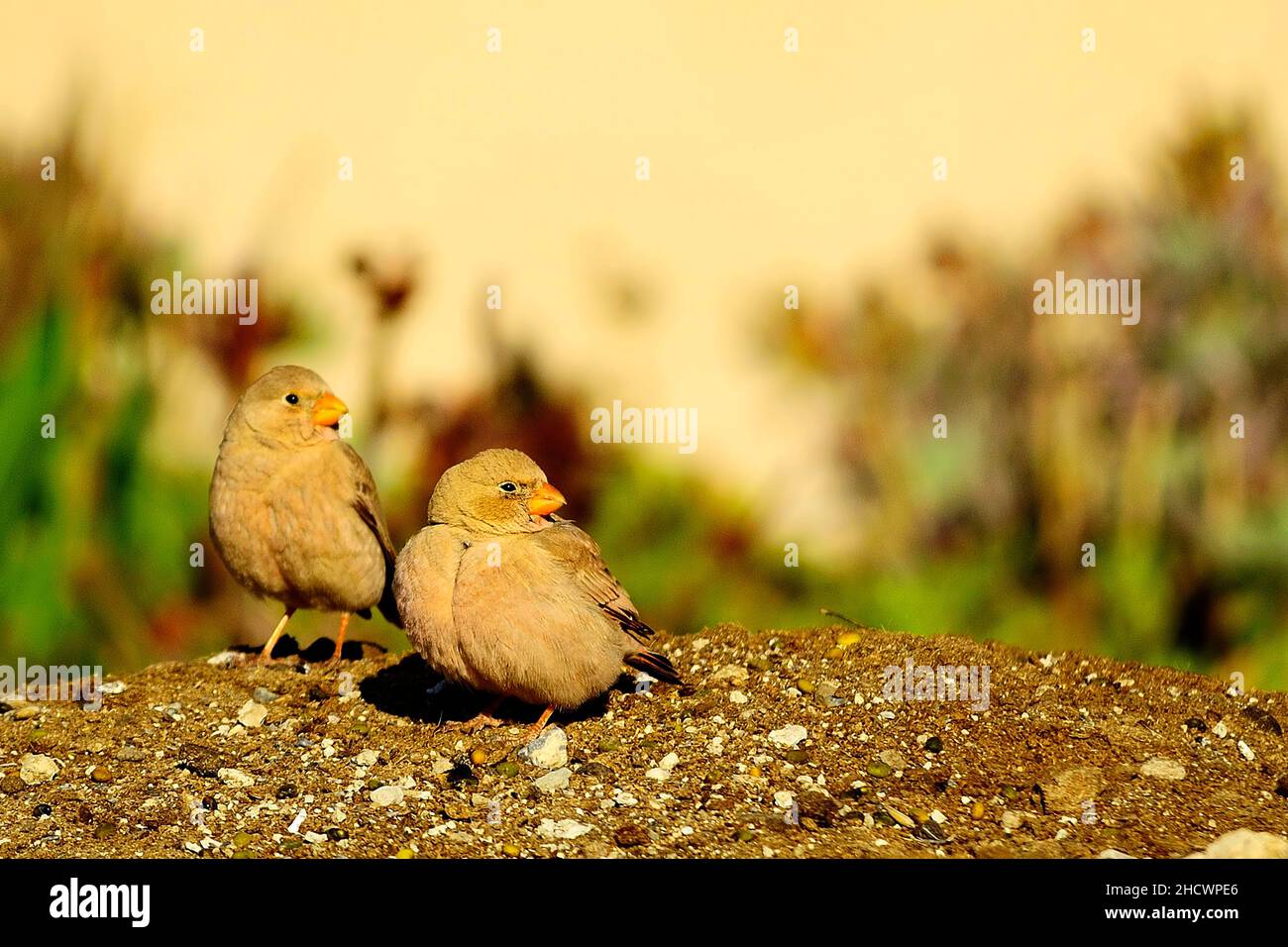 Wilde Vögel in ihrer Umgebung und in der Natur. Stockfoto