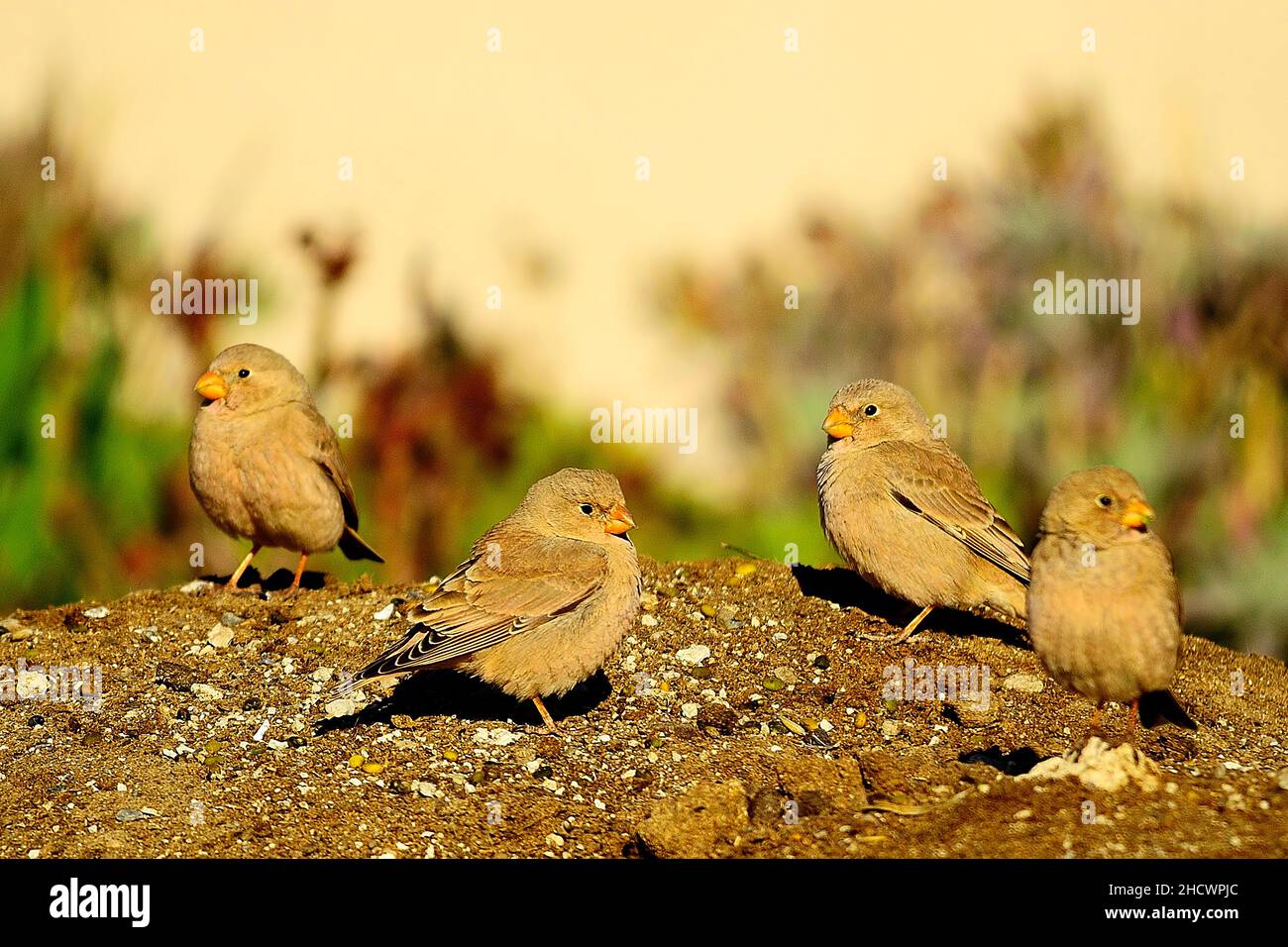 Wilde Vögel in ihrer Umgebung und in der Natur. Stockfoto