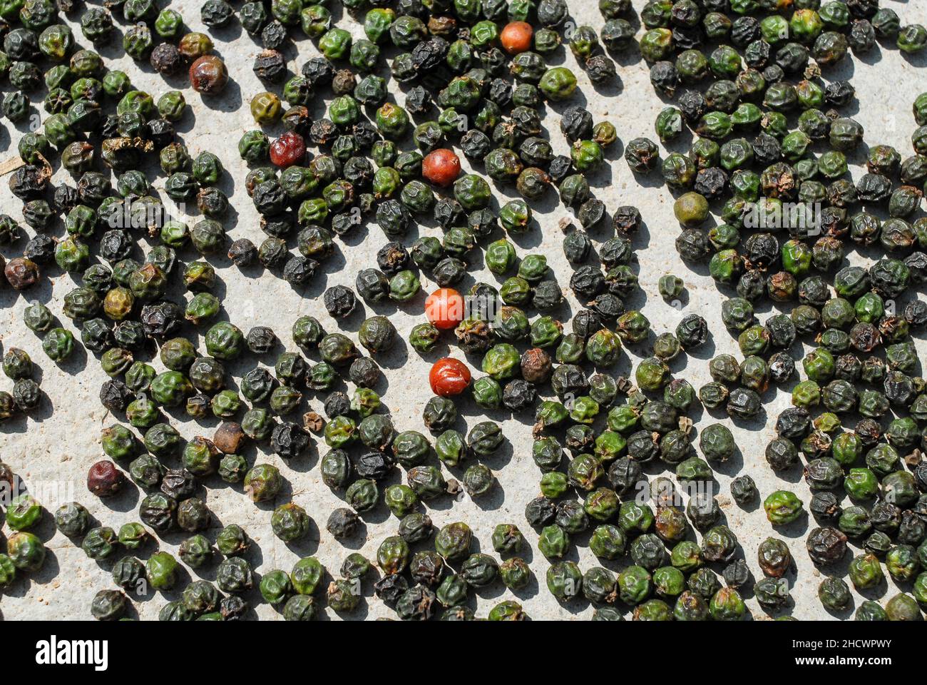 INDIEN, Karnataka, Pepper Farming, Green pepper Berry drying in the Sun until the become black and dry / INDIEN, Anbau von Pfeffer, Trocknung von Pfefferbeeren, der Pfeffer wird grün geerntet und in der Sonne getrocknet bis er schwarz ist Stockfoto