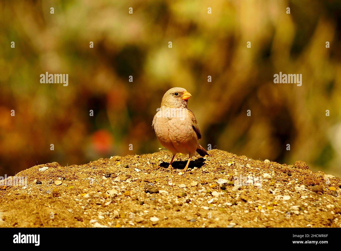 Wilde Vögel in ihrer Umgebung und in der Natur. Stockfoto