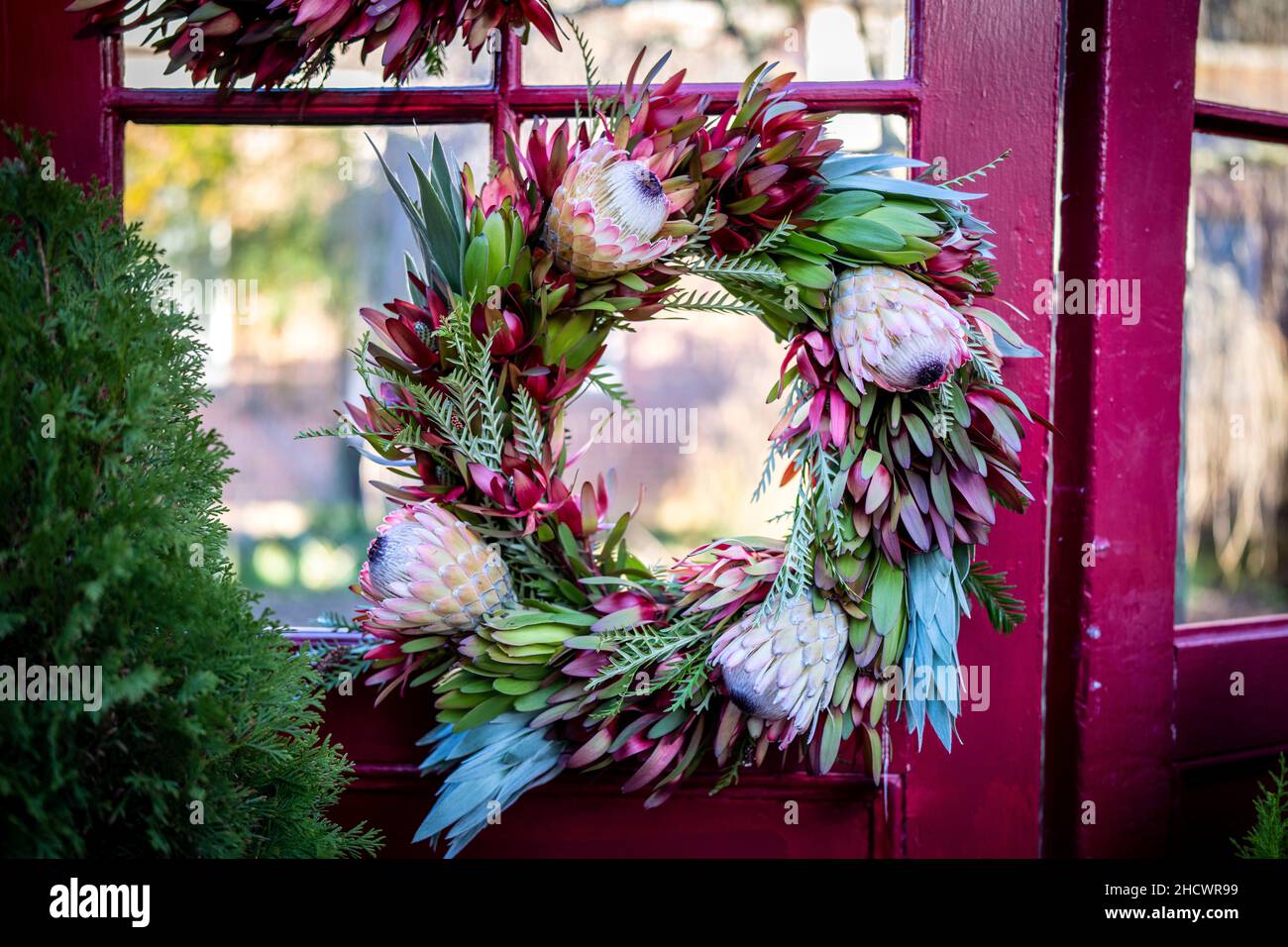 Winter-Protea-Kranz auf einem roten Türrahmen Stockfoto