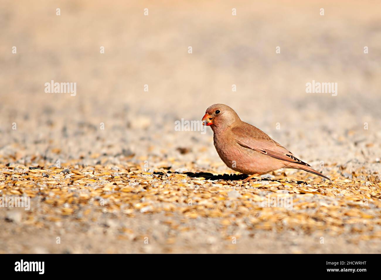 Wilde Vögel in ihrer Umgebung und in der Natur. Stockfoto