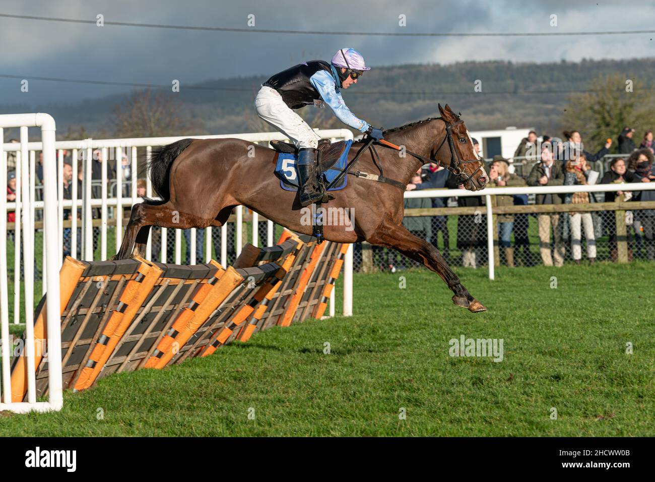 Urabamba läuft am zweiten Weihnachtsfeiertag 2021 in Wincanton Stockfoto