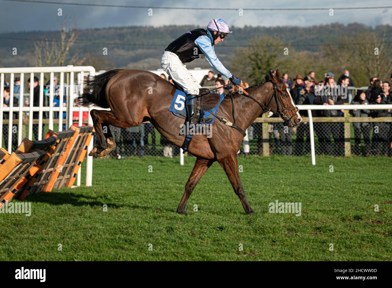 Urabamba läuft am zweiten Weihnachtsfeiertag 2021 in Wincanton Stockfoto