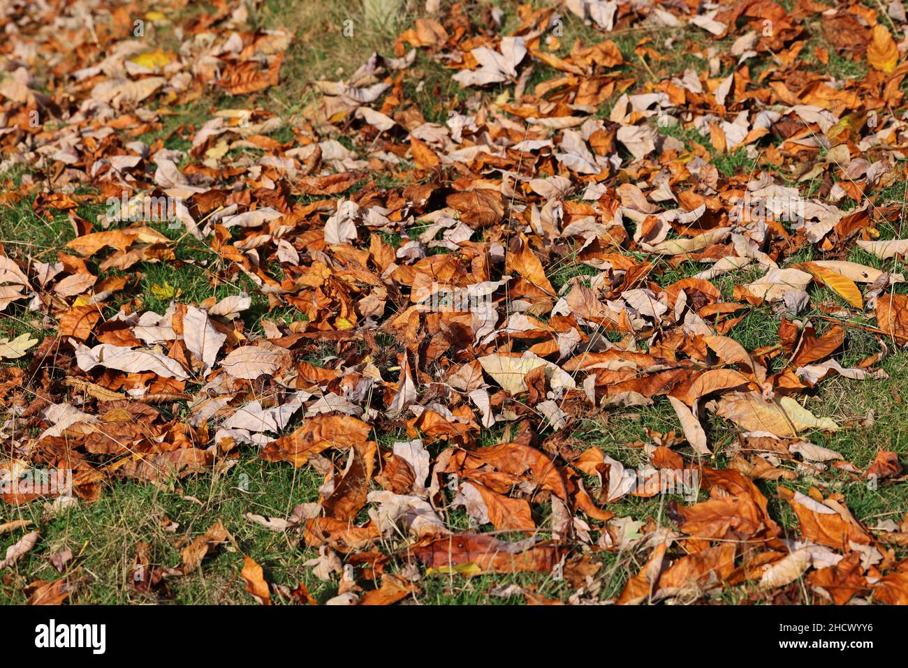 Kastanienblätter auf Gras im Herbst Stockfoto