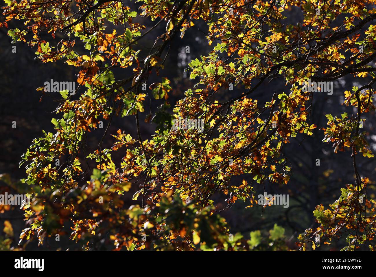 Herbstbäume in Powys Park, Welshpool, Powys, großbritannien Stockfoto