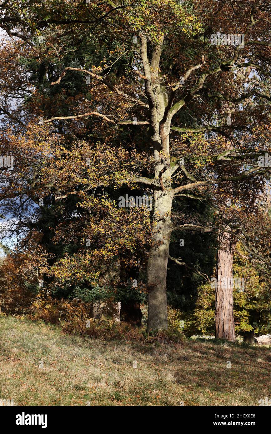 Herbstbäume in Powys Park, Welshpool, Powys, großbritannien Stockfoto