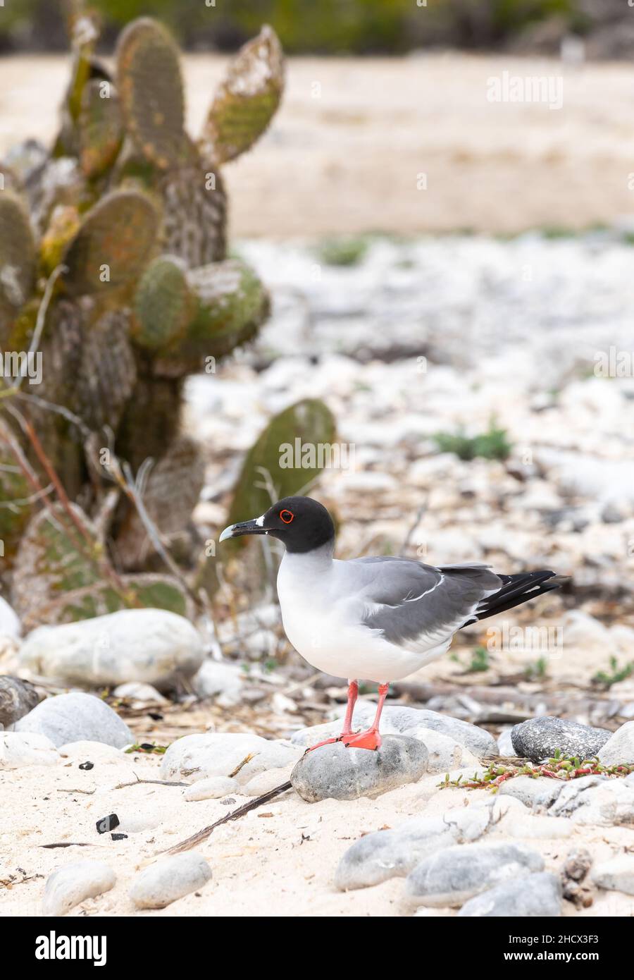 Profilbild der Schwallmöwe in Galapagos-Landschaft mit Kaktus im Hintergrund Stockfoto