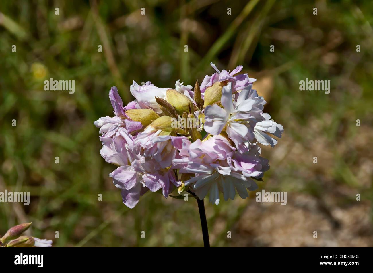 Gewöhnliches Seifenkraut oder Saponaria officinalis auf der Wiese, Sofia, Bulgarien Stockfoto