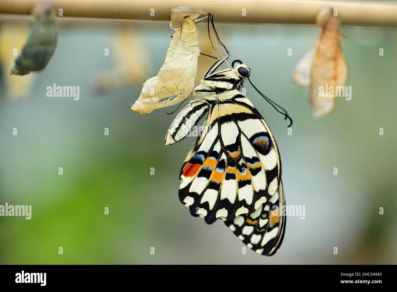 Eine Nahaufnahme eines Schmetterlings auf einem Blatt in einem Garten Stockfoto