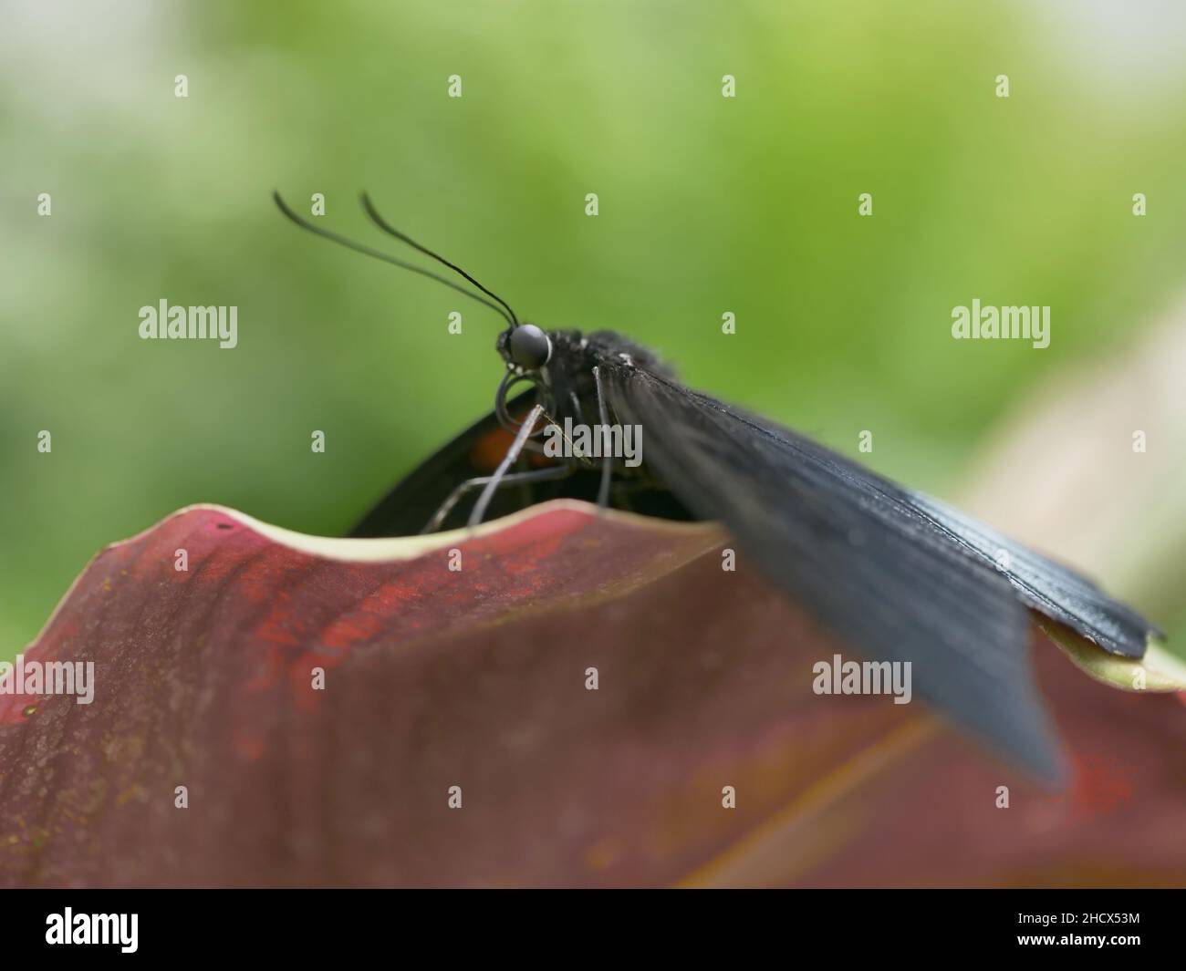Eine Nahaufnahme eines Schmetterlings auf einem Blatt in einem Garten Stockfoto