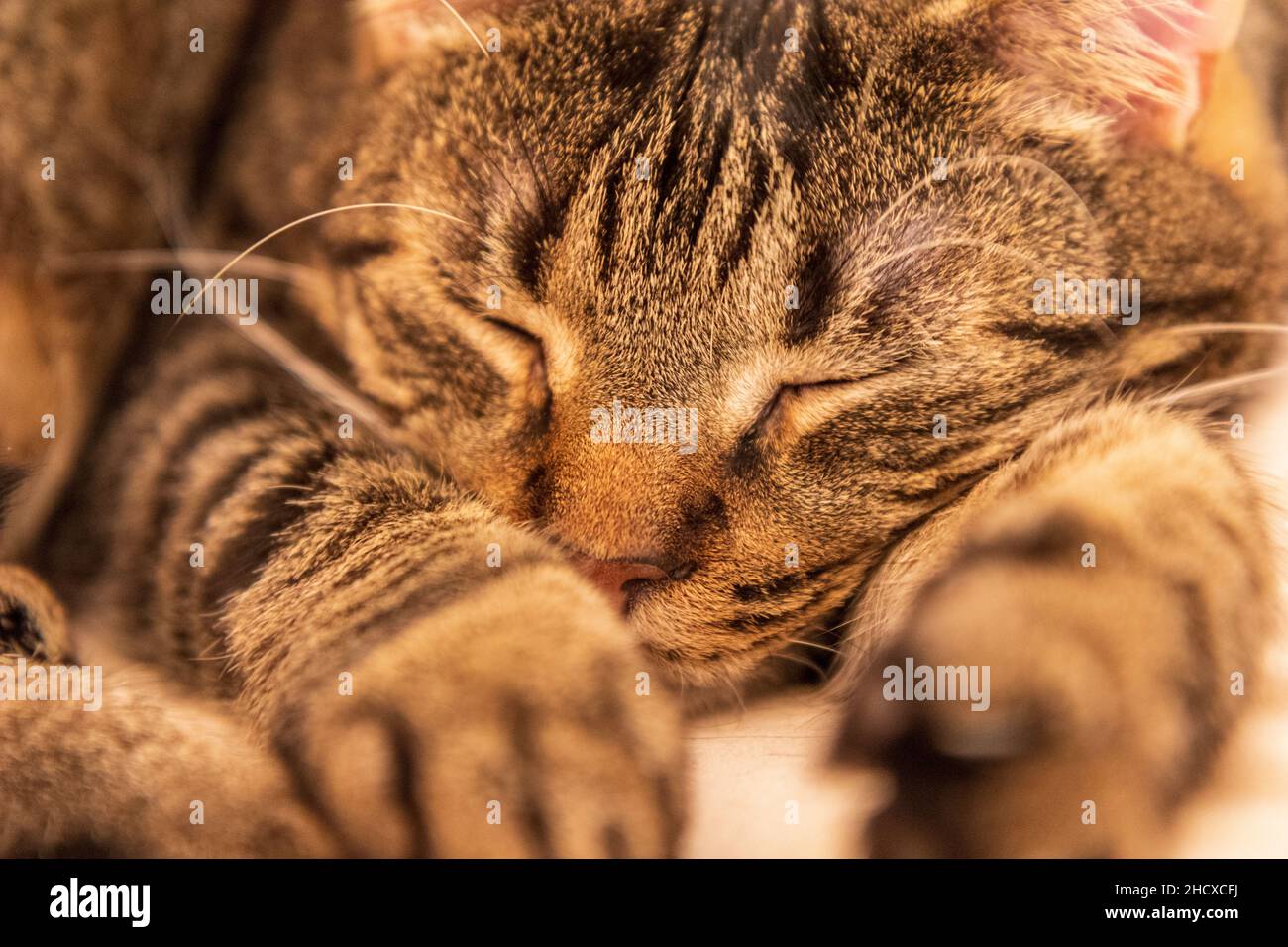 Sehr zufrieden schlafende Katze Stockfoto