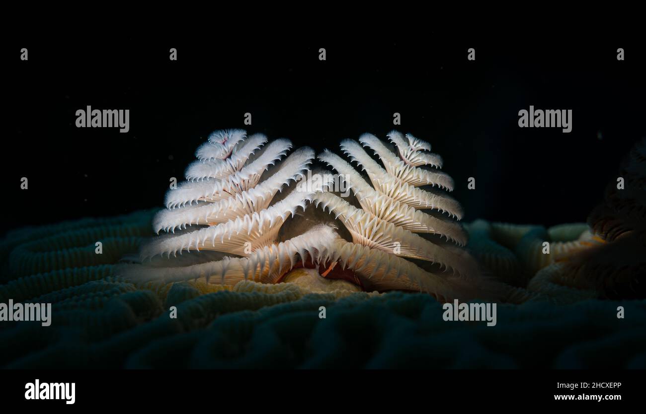 Weihnachtsbaumwurm (Spirobranchus giganteus) am Riff vor der niederländischen Antillen-Insel Sint Maarten Stockfoto