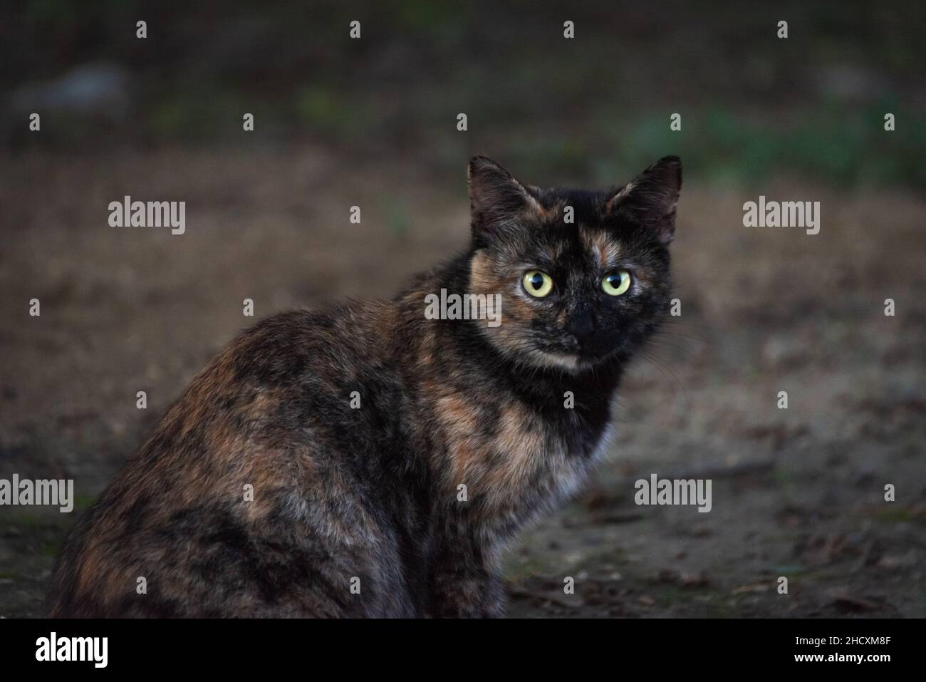 Katze mit Fell verschiedener Farben, weiß, braun und schwarz, sitzend und geradeaus starrend. Stockfoto