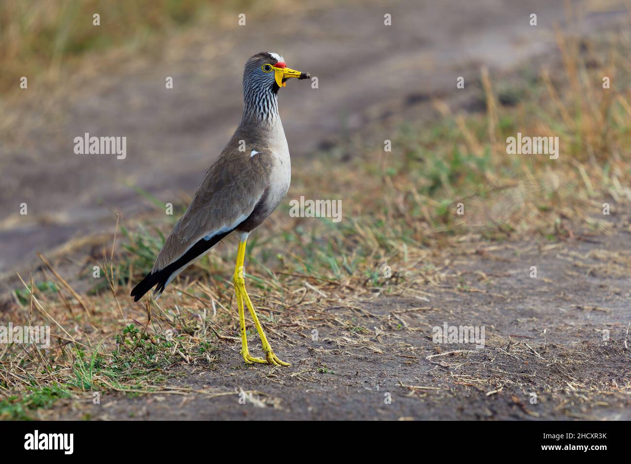 African watled kiebitz - Vanellus senegallus auch Senegal wattscher, großer graubrauner Watvögel in der Familie Charadriidae, residenter Züchter in su Stockfoto