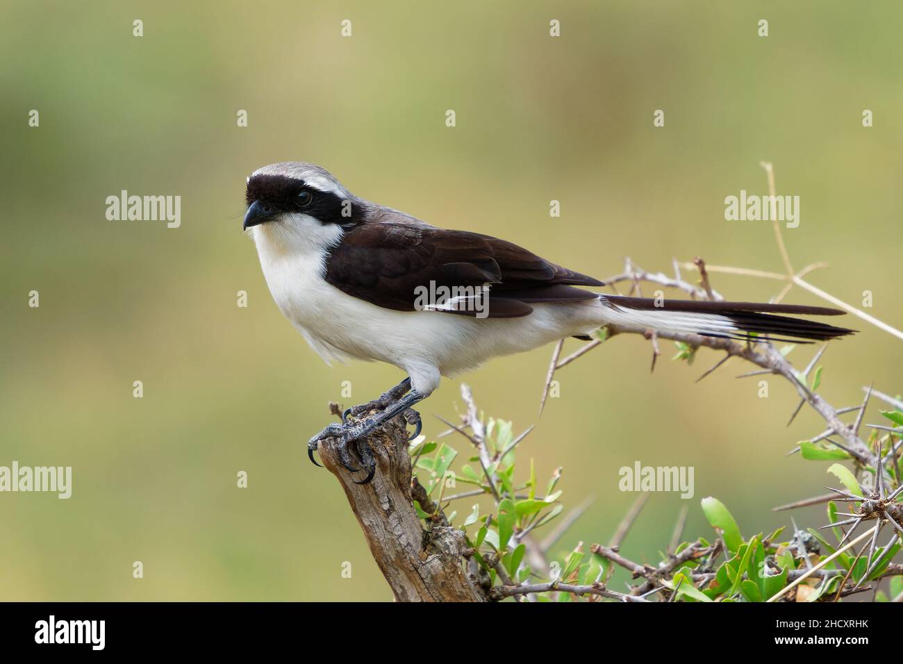 Graurückenvögel - Lanius excubitoroides schwarz-weiß und grauer Vogel in Laniidae, die in Afrika zu finden sind, sind ihre natürlichen Lebensräume trockene Savanne und Subtro Stockfoto