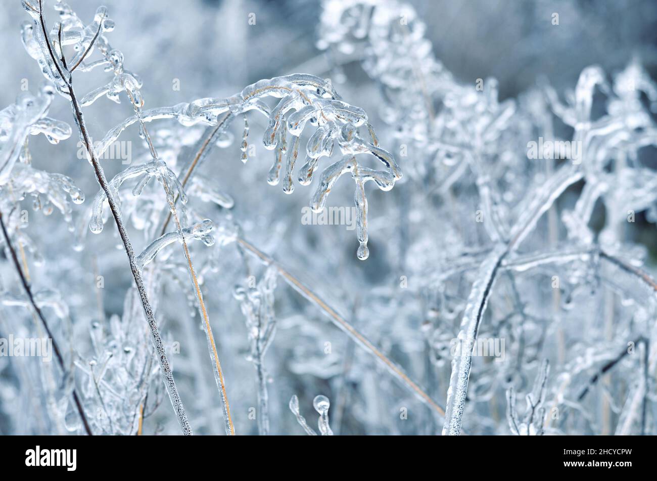 Detail einer trockenen Pflanze, die nach einem Wintereissturm mit Eis bedeckt war. Effekt der atmosphärischen Vereisung. Stockfoto