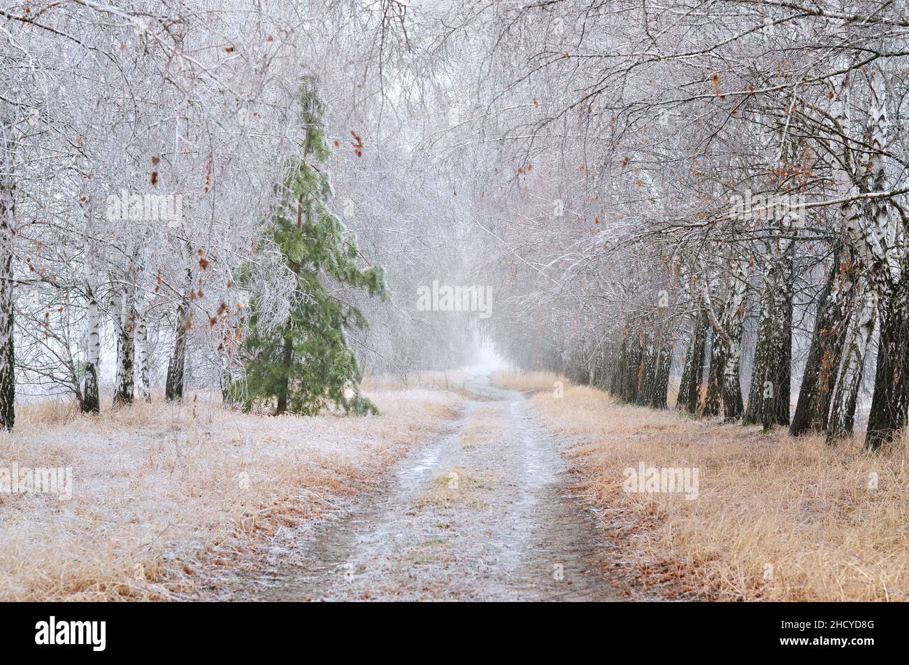 Folgen des eisigen Regens zu Beginn des Winters. Die Wirkung der atmosphärischen Vereisung. Stockfoto