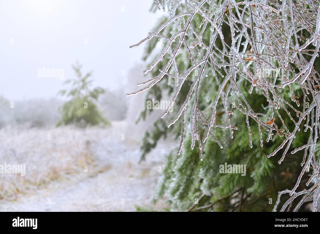 Zweige von Baum durch eine dicke Schicht von Glasur. Folgen des eisigen Regens zu Beginn des Winters. Stockfoto