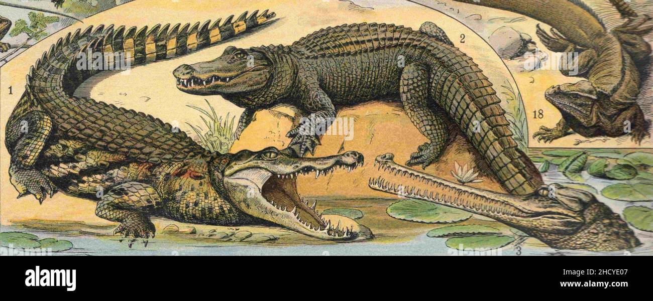 Reptile003d (Krokodile). Stockfoto