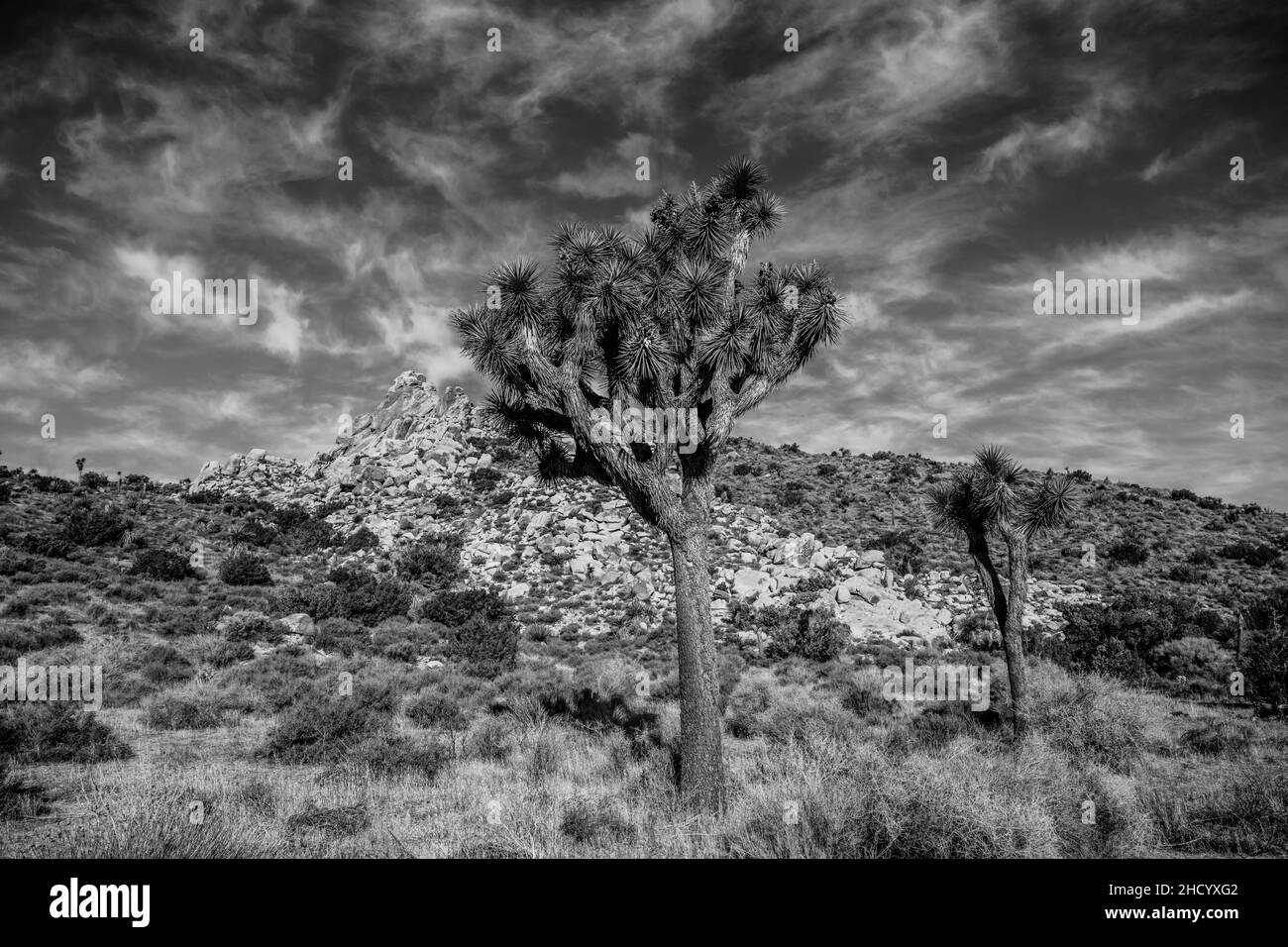 Schwarz-Weiß-Himmel über Joshua Tree und Wüste Szene in Kalifornien Stockfoto