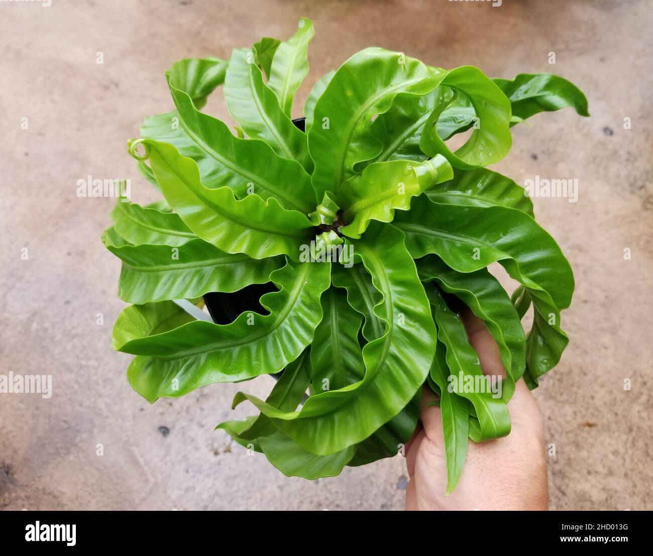 Die schönen lockigen Blätter der Asplenium-Unkrautfarne Stockfoto