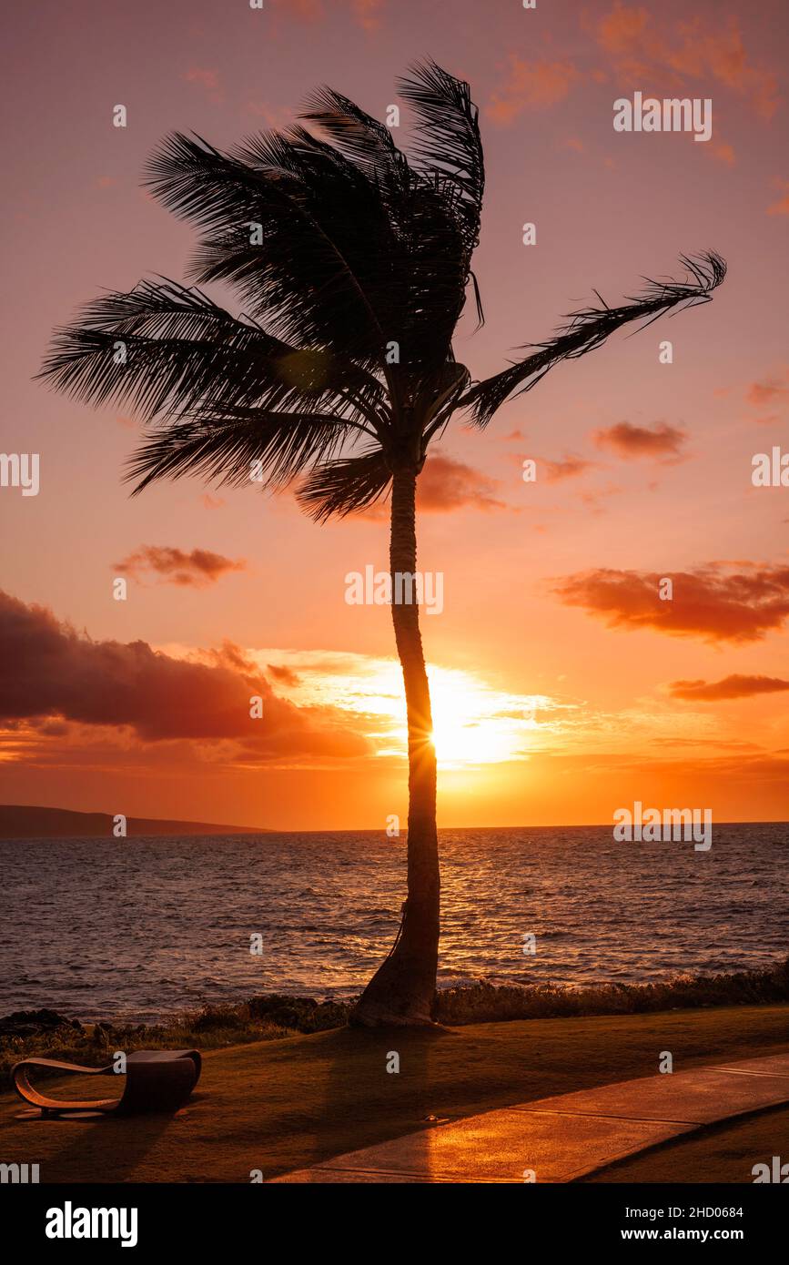 Eine Palme, ein leerer Sitz und ein Pfad bei Sonnenuntergang vor South Maui, Hawaii. Stockfoto