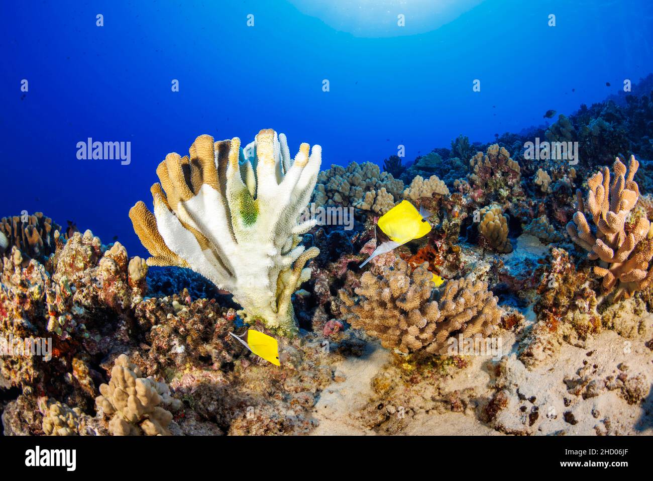 Dieses Bild, aufgenommen im November 2021, zeigt die Korallenbleiche auf einem Geweihkorallenständer, Pocillopora eydouxi. Die Kolonien von Korallen sind von hohen w betroffen Stockfoto