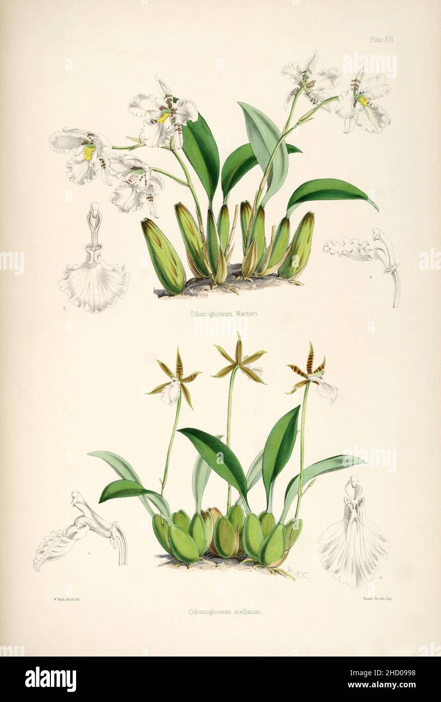 Rhynchostele rossii (als Odontoglossum warnerianum) und Rhynchostele stellata (als Odontoglossum stellatum) - pl. 13 - Bateman, Monogr.Odont. Stockfoto