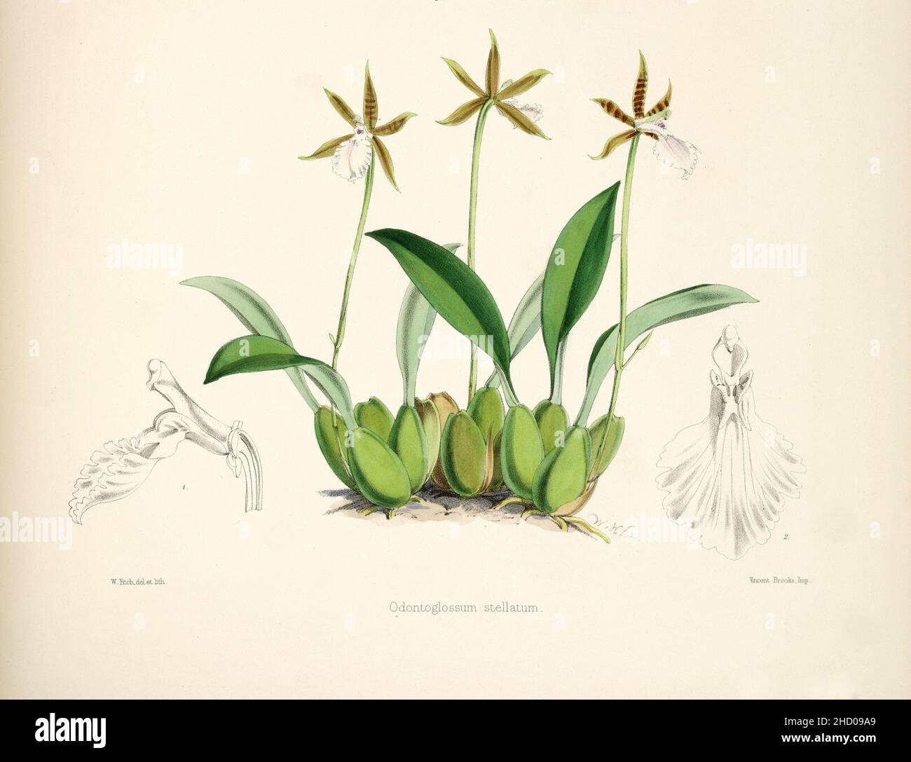 Rhynchostele stellata (als Odontoglossum stellatum) - pl. 13, untere Abb. - Bateman, Monogr.Odont. Stockfoto