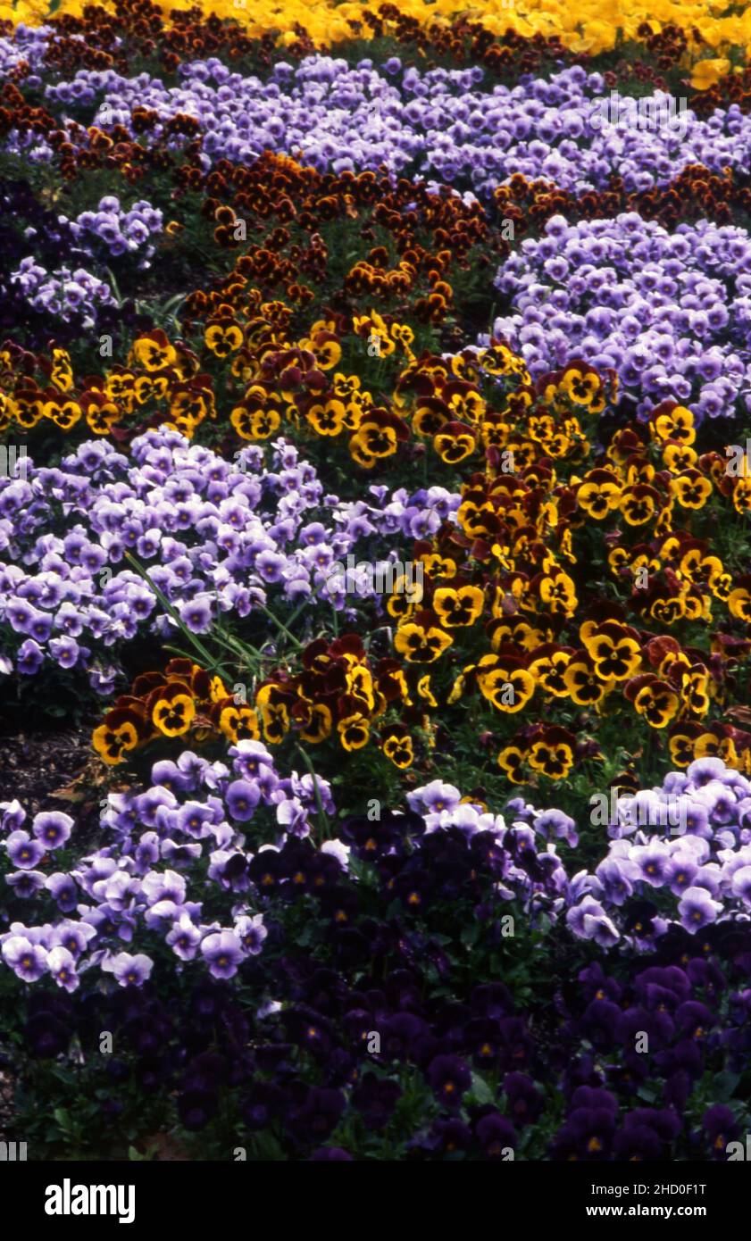 MASSENPFLANZEN VON BUNTEN STIEFMÜTTERCHEN (VIOLA) Stockfoto