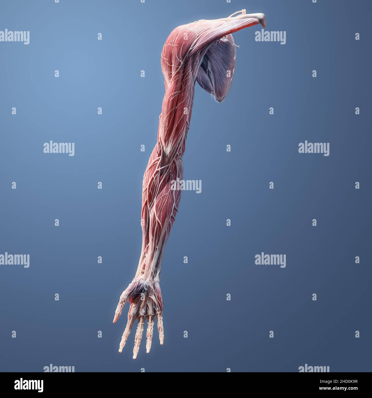 Voll muskulär, Skelett, Nerven, Gefäß, Band, Sehnenanatomie der menschlichen oberen Extremität auf blauem Hintergrund Stockfoto